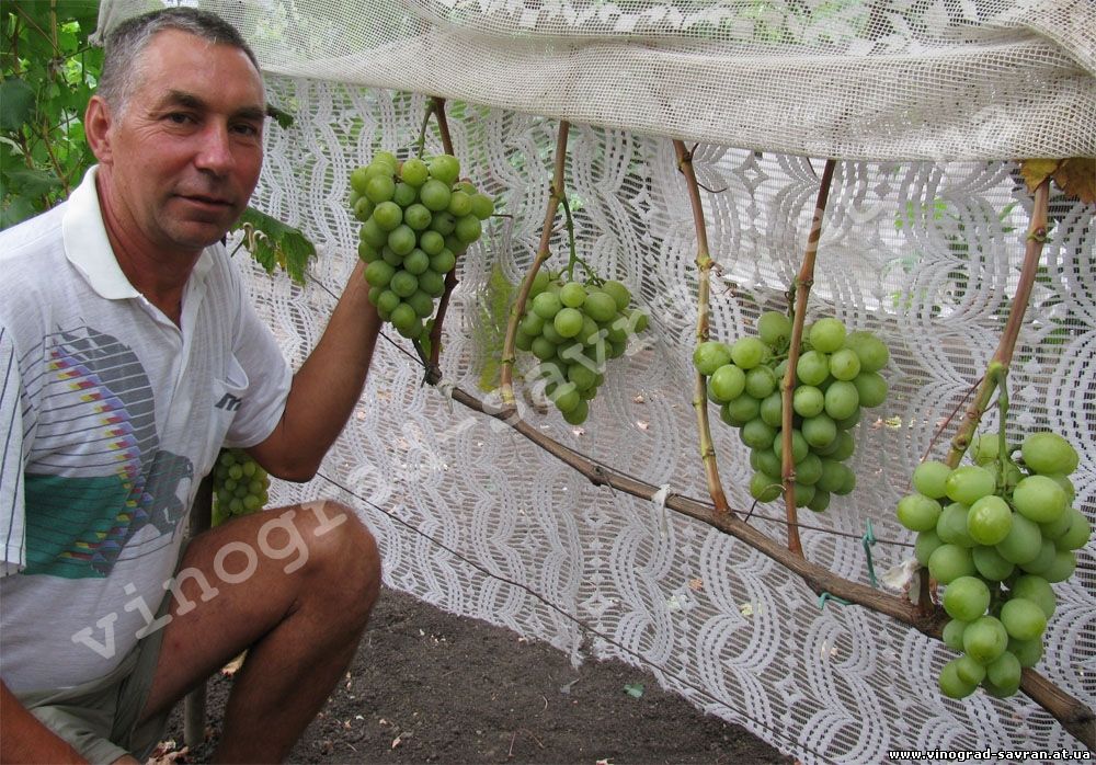 Виноград Смарагд Описание Сорта Фото